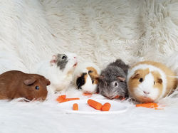 17505028_910360872437621_1400003444598591961_o