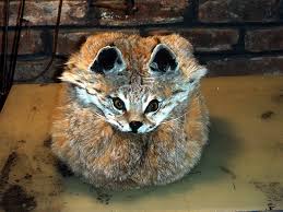Bobcat