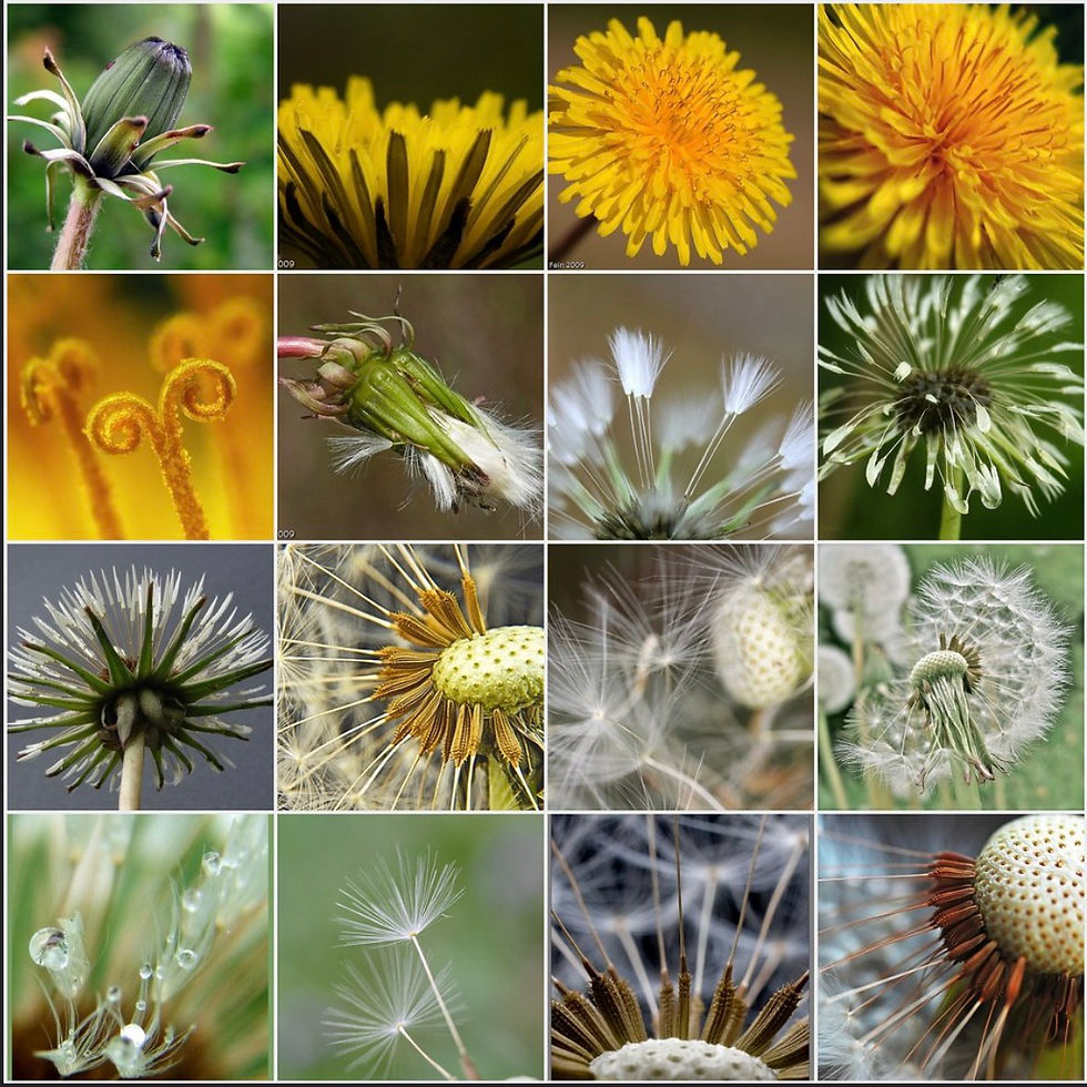 Spring Dandelions