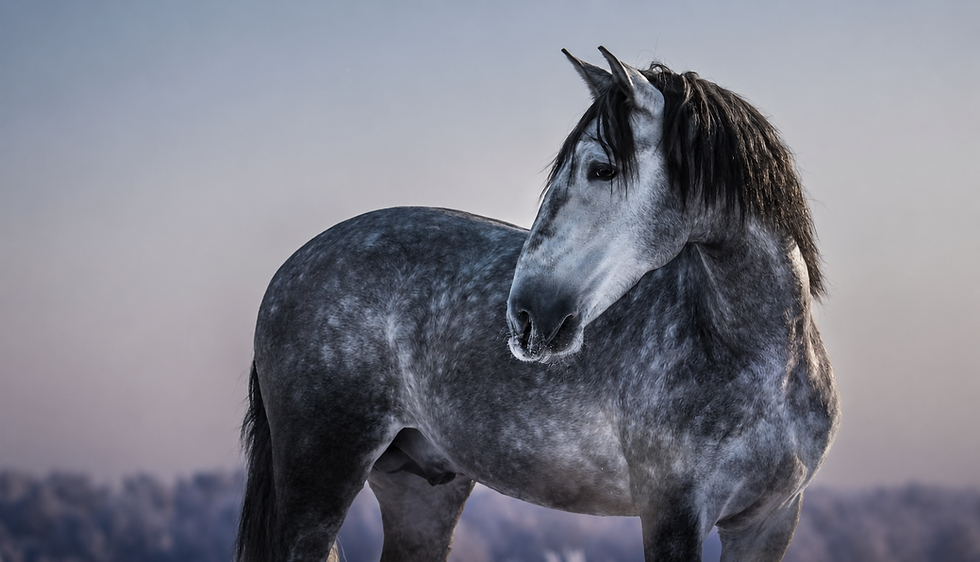 Andalusian horse with winter evening skies