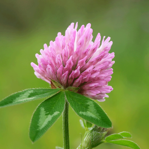 redclover.gif