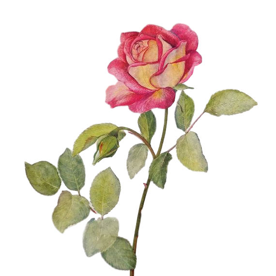 botanicalrose_clipped_rev_1_edited