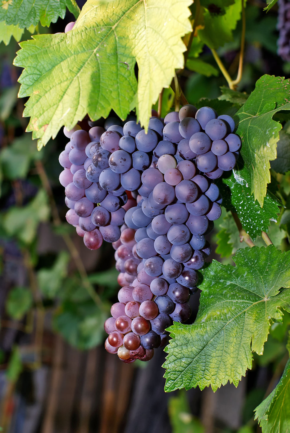 Merlot Grapes