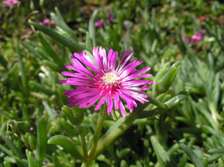 1600px-Drosanthemum_speciosum_(1).jpeg