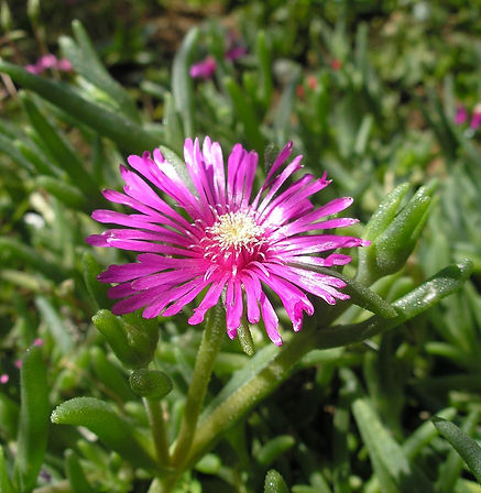 Dew Plant
