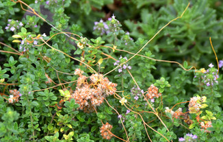dodder.jpeg