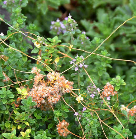 Dodder of Thyme