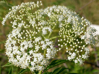 Sambucus_canadensis_W2_IMG_3144.jpeg
