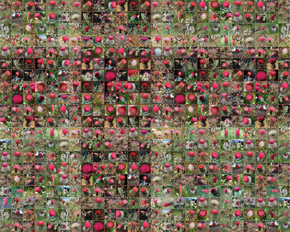 500 Red Thistles!