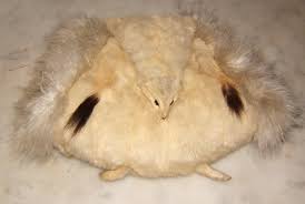 White Weasel