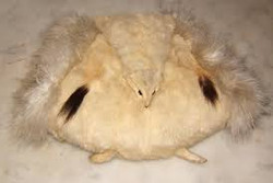White Weasel