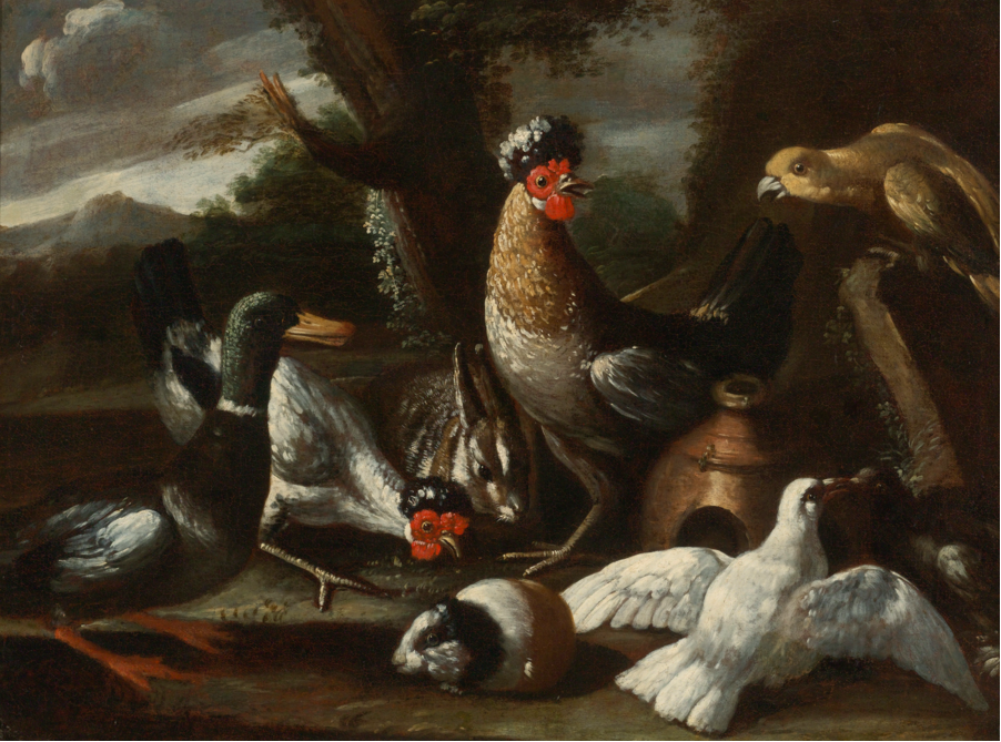 A Parrot, Chickens, A Duck