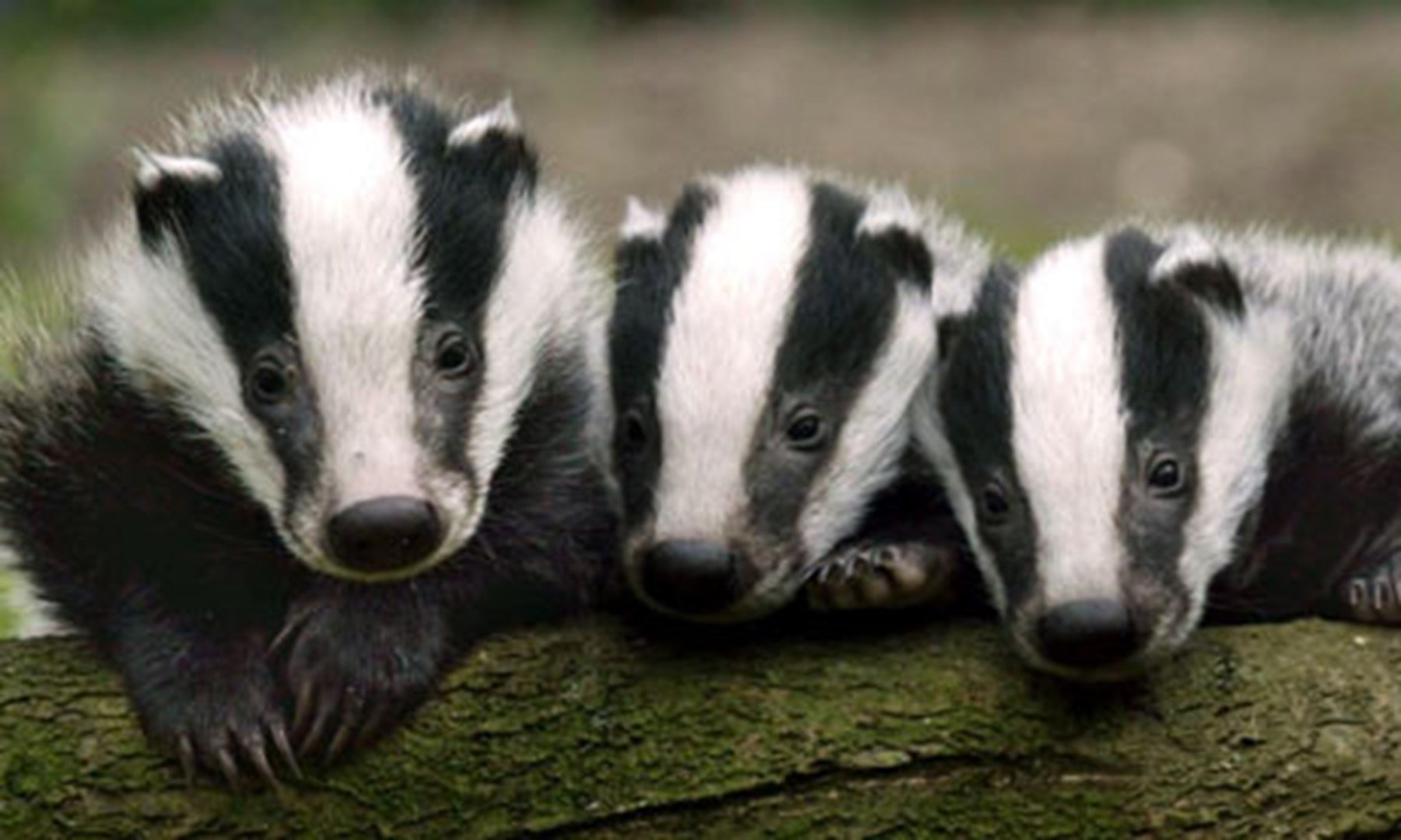 The Badgers' Sett - Scottish Country Dance of the Day