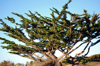 cupressus-macrocarpa-branches.jpeg