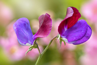 sweetpea.jpeg