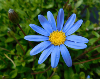 Common Daisy
