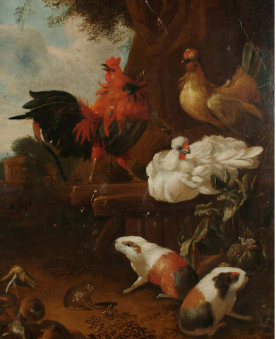 A cockerel, hens