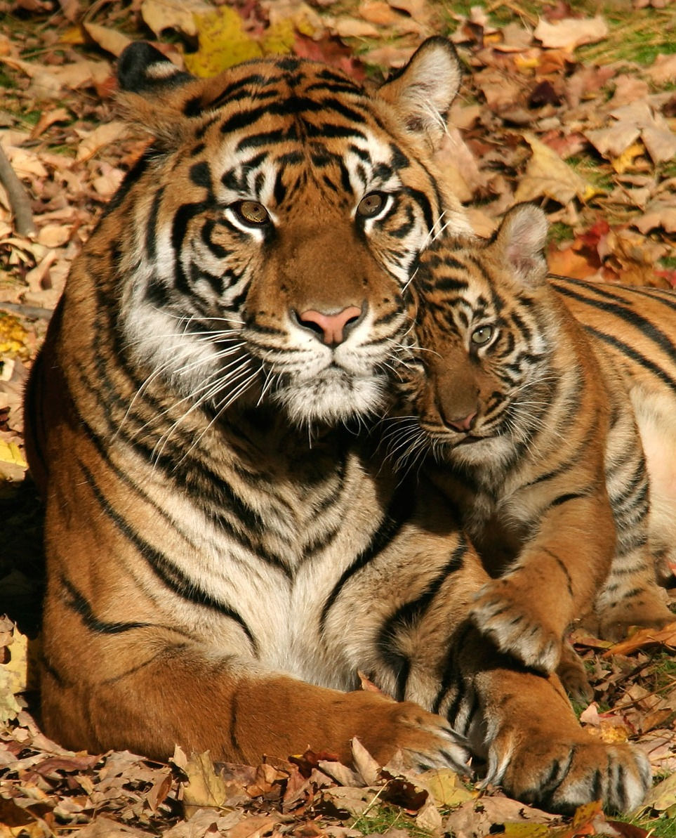 Tiger and cub