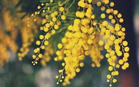 Acacia