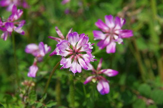 milkvetch-poisoning.jpg