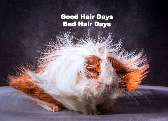 Guinea Pig Hair Styling