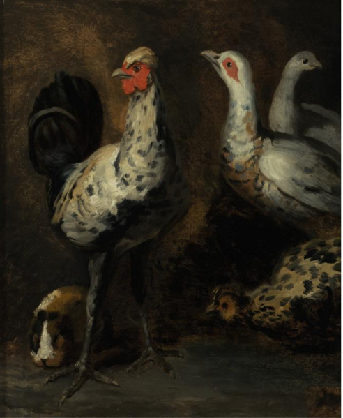 A Rooster, Three Chickens, and a Gui