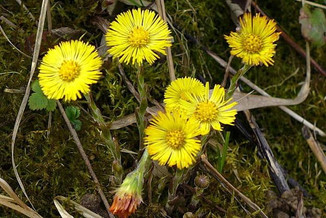 coltsfoot.jpeg