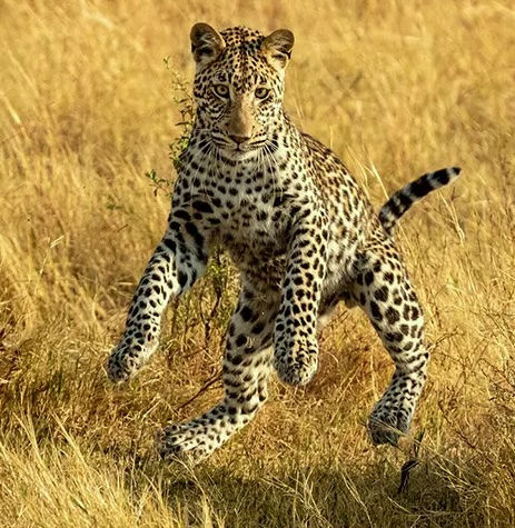 Leopard