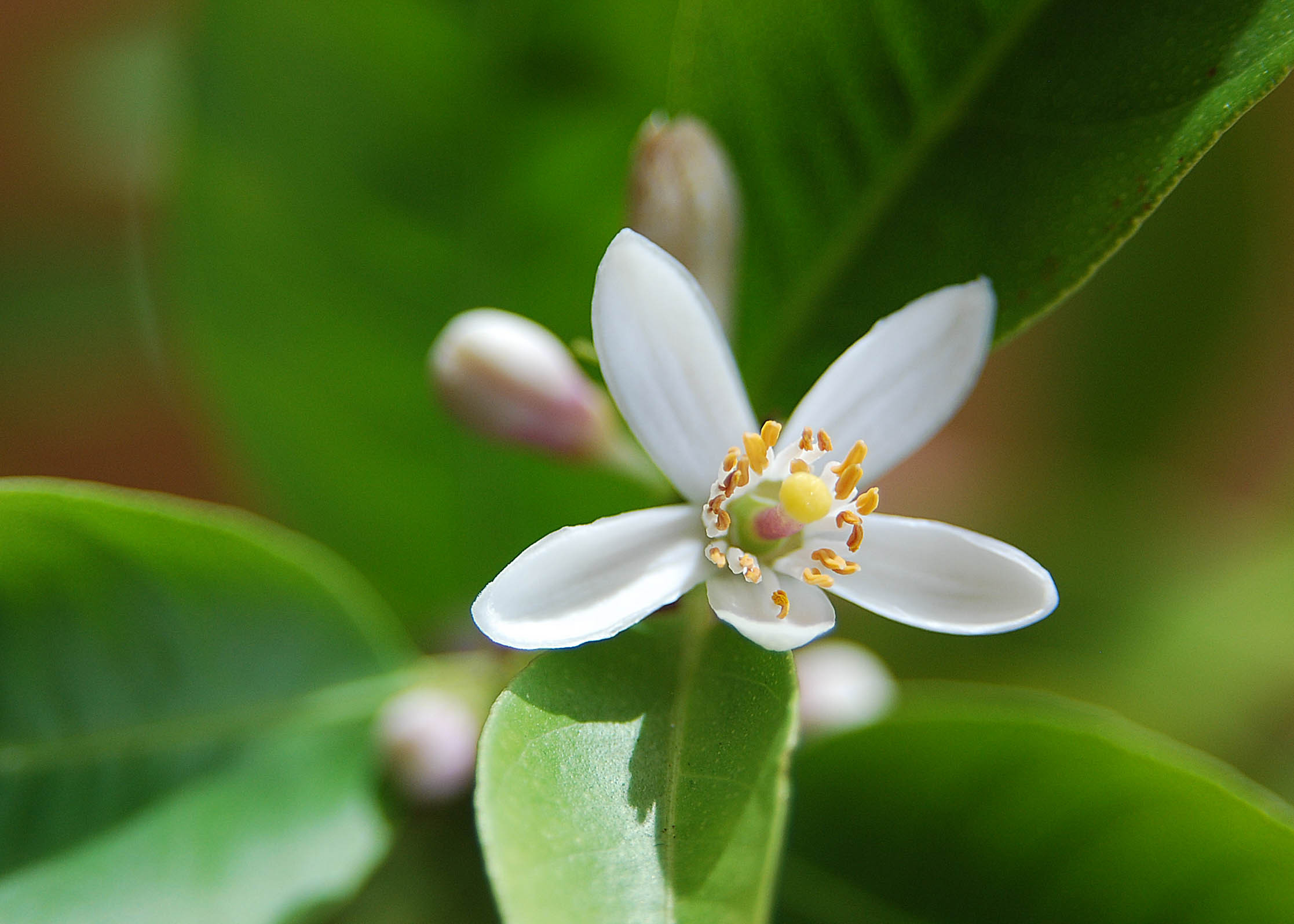 Lemon Blossoms