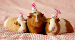 cute-guinea-pigs-birthday-hats_zpsc746b0b9