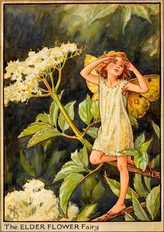 The Elder Fairy, Cicely Mary Barker, 1923