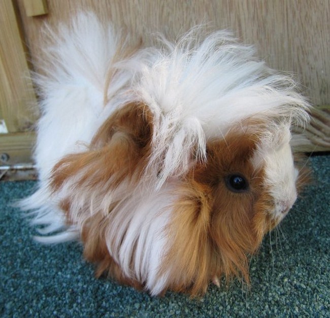 Bedhead