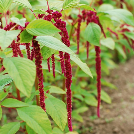 Love Lies Bleeding