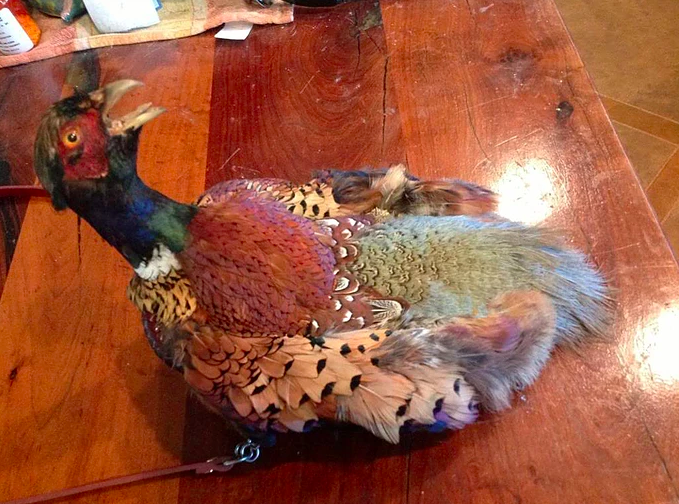 Pheasant Almost Rampant