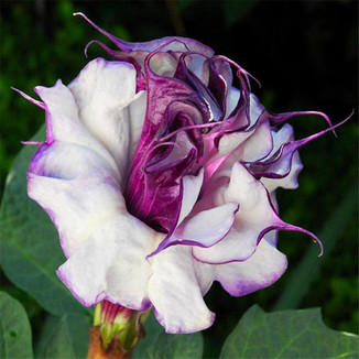 datura.jpeg