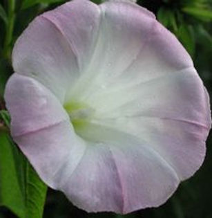 Convolvus (pink)