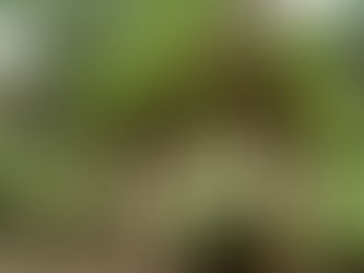 The Landlord, The Devotee, The Mendicant