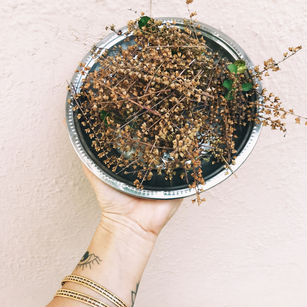 Thumbnail: Tulsi Seeds