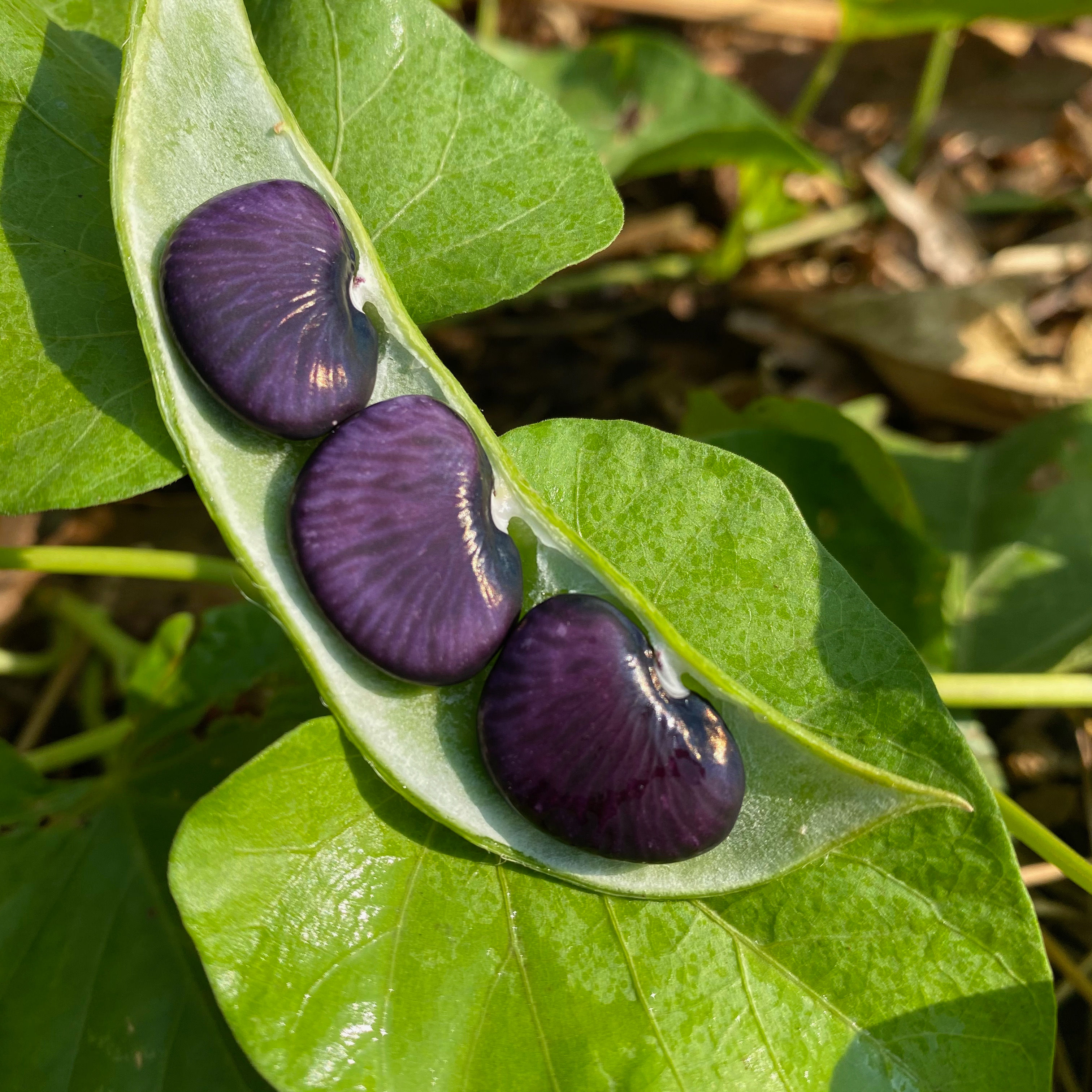 Black Lima Bean Seeds