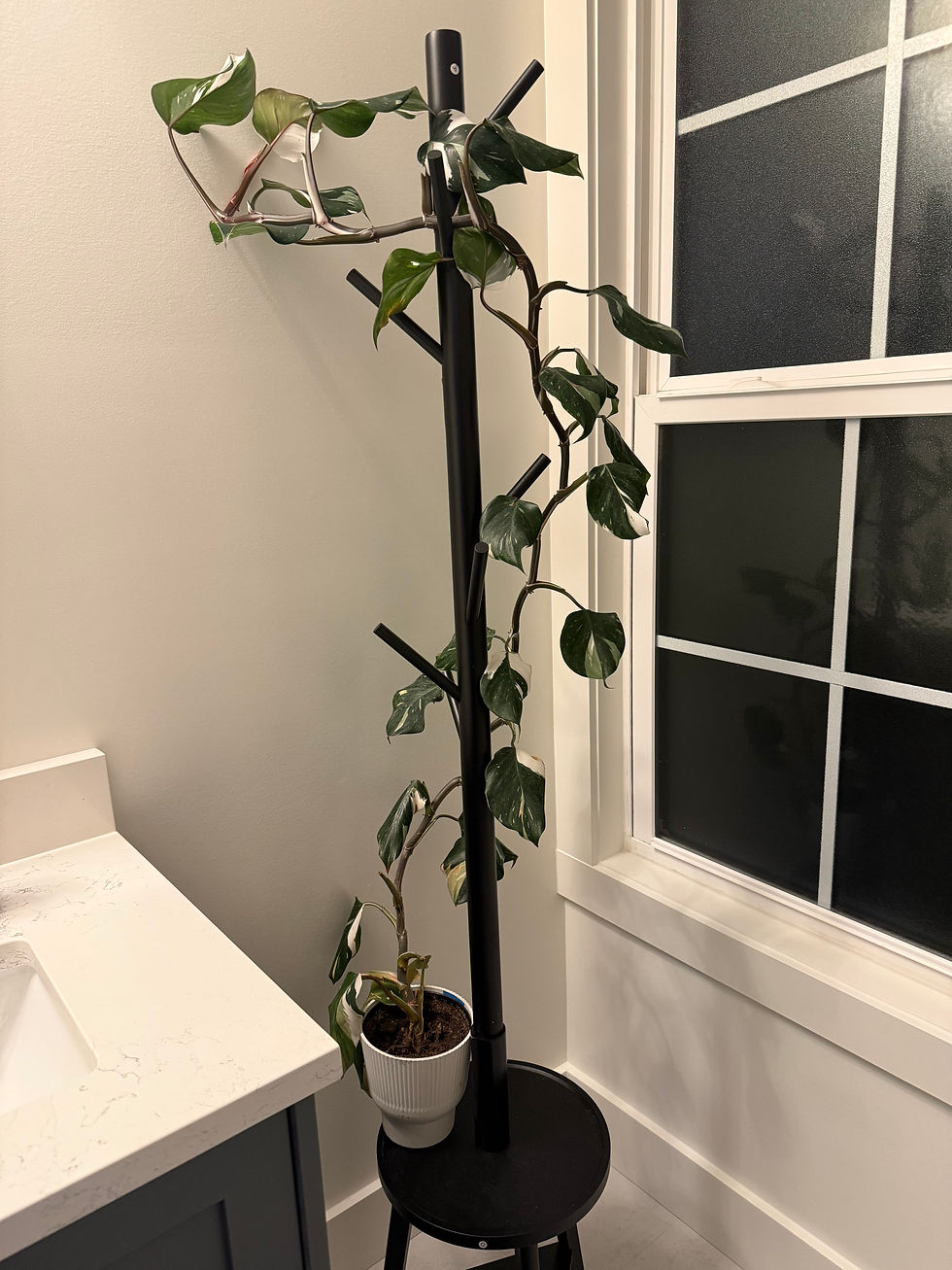 Nothing like a new Indoor Plant