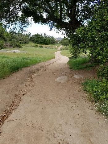A serene dirt trail winds through the lush greenery of the Santa Rosa Plateau Ecological Reserve, inviting exploration under the canopy of a large, leafy tree (2016). Let's take a hike!