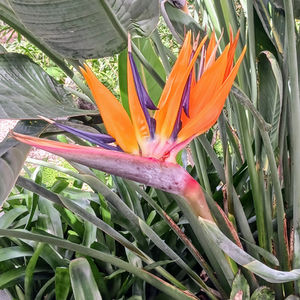 Captured Natural Colors; images 23-24