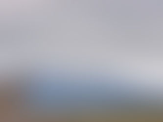 Hawk surveying misty spring landscape in Montana.