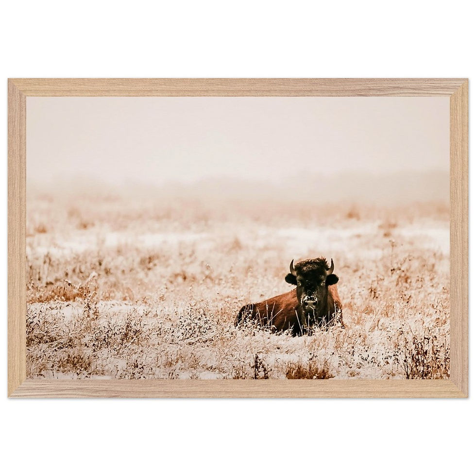 Thumbnail: Resting Bison