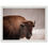 Thumbnail: Bison Portrait Premium Wood Framed Print