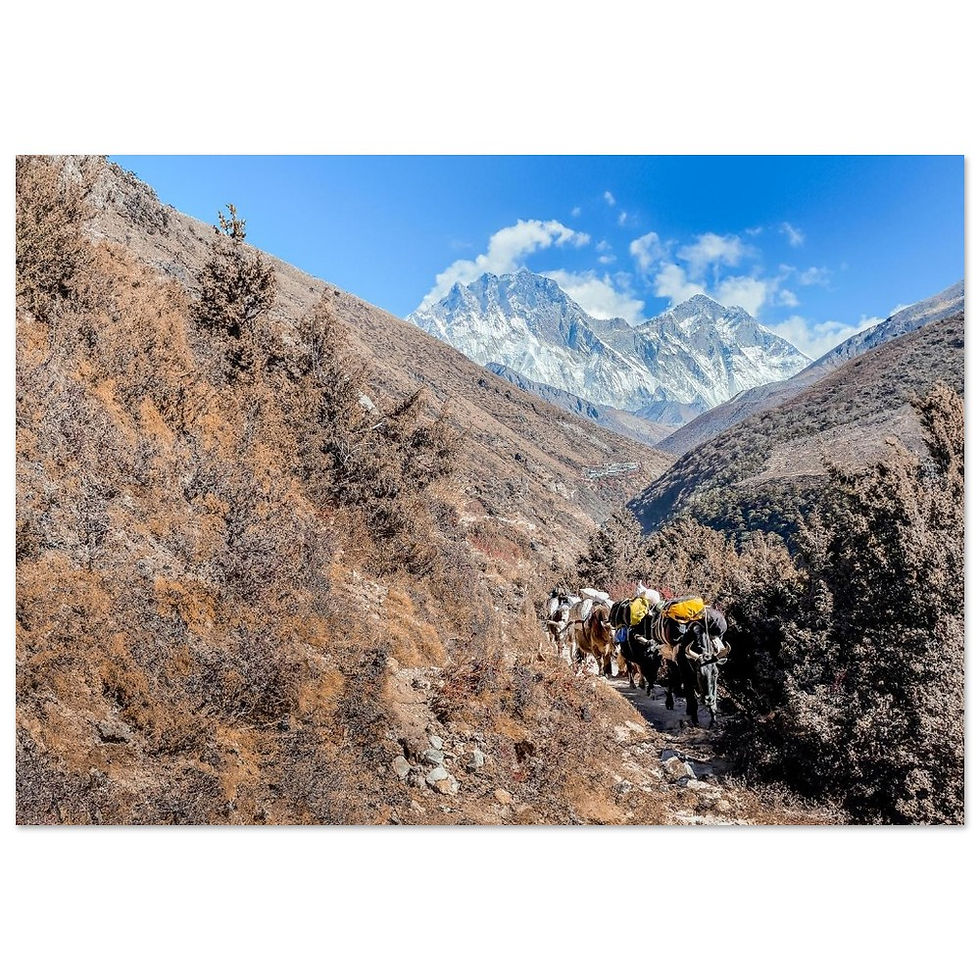 Yak Train Nepal Print