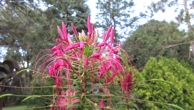 Cleome