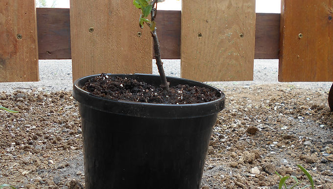 Oak, Interior Live