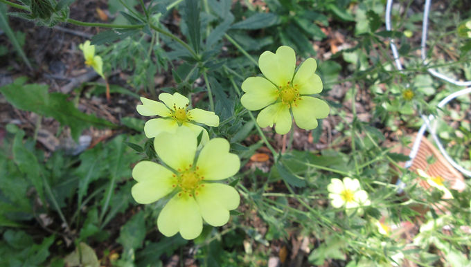 Cinquefoil