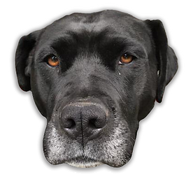 Carly-Dog1.png